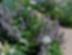 20200630_151716 ingredients guide picture possiblity.jpg