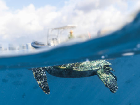 6-Guest Turtle Canyon Snorkel Tour. Boutique Experience