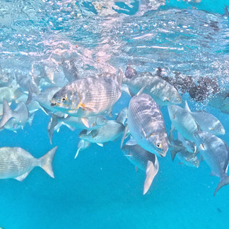 Turtle Canyon Snorkeling Waikiki - Honolulu Boat Charters