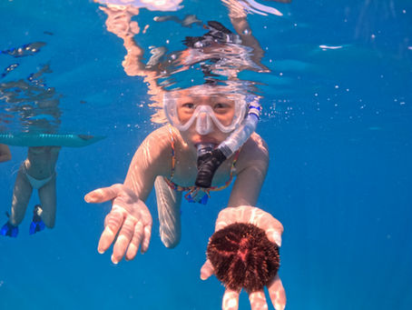 Turtle Canyon Snorkel Waikiki | 6-Guest Boutique Tour from Kewalo Basin Harbor