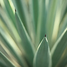 Plants_edited.jpg