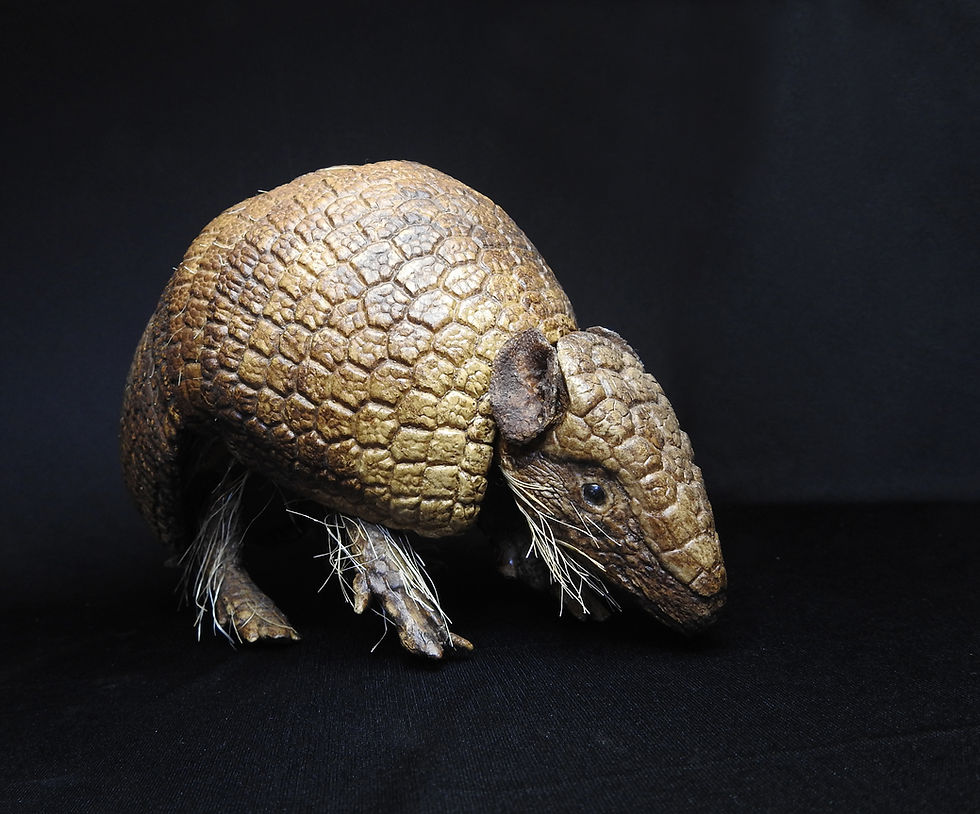 Miniatura: Réplica de Tatu-bola Tolypeutes tricinctus