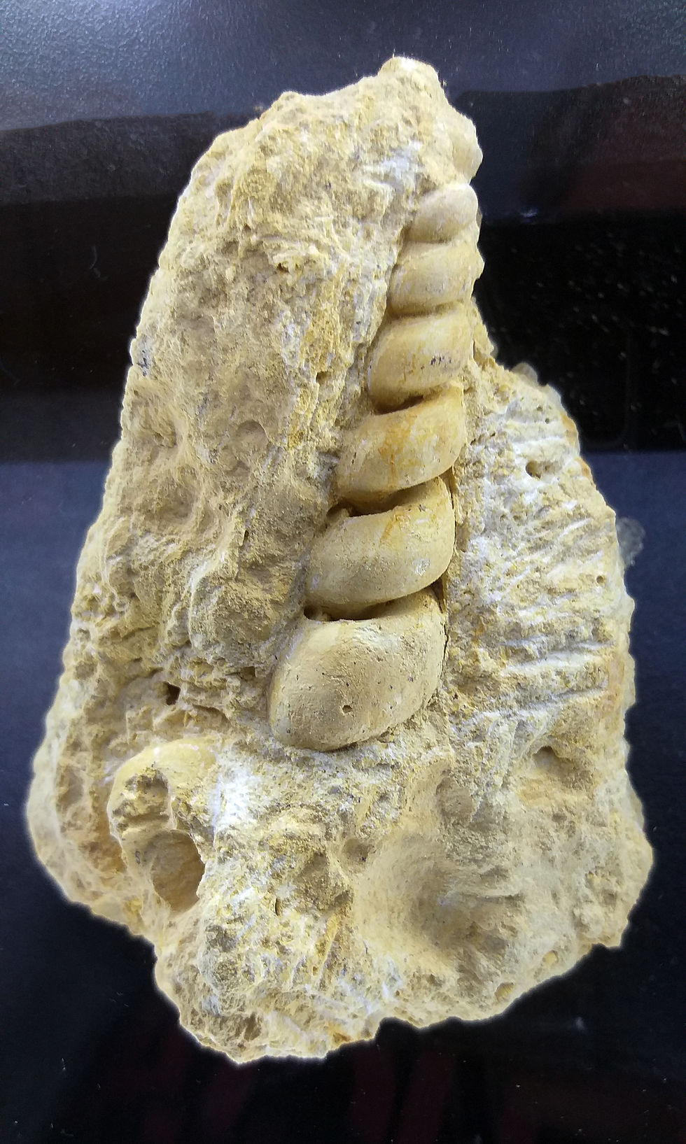 Turritelidae 107