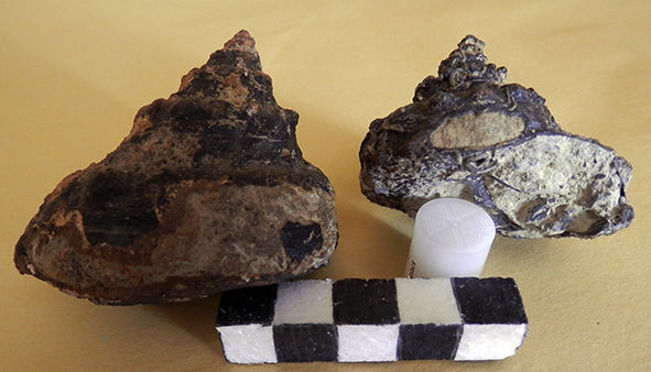 Pleurotomaria armata