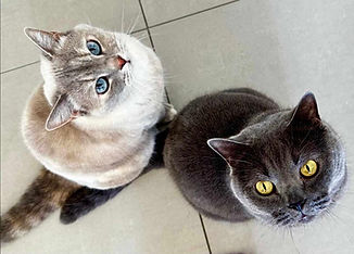hellgraue und dunkelgraue Katze