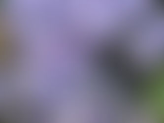 健康な腸の為の『4大食品』