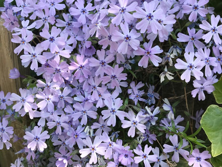 健康な腸の為の『4大食品』