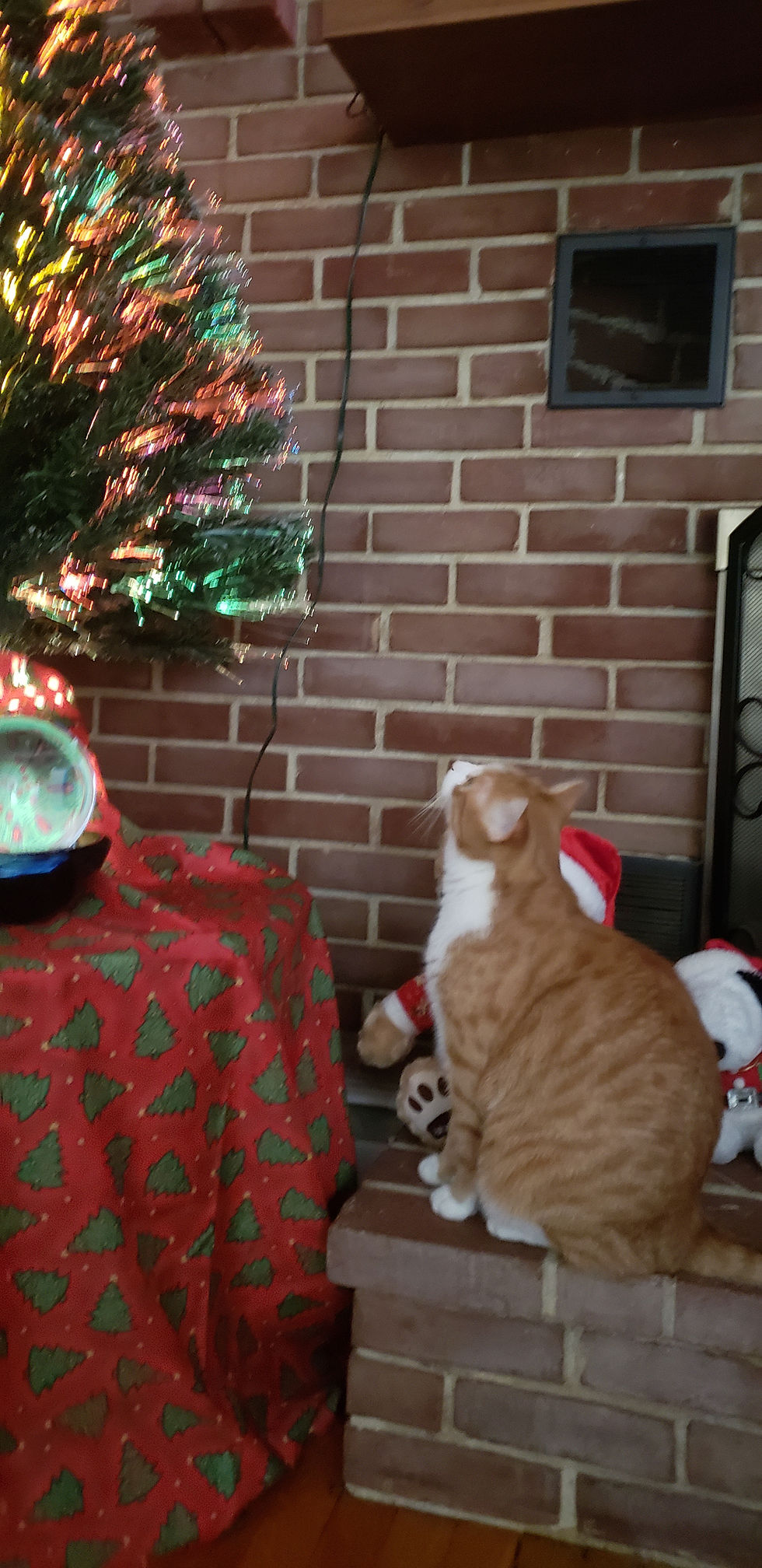 Trip Inspecting Our Christmas Tree!