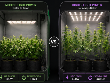 Infographic comparing a 200-watt indoor grow with an even canopy to a 600-watt grow with uneven plant growth, showing that more light power does not always mean better efficiency.