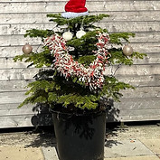 pot grown christmas tree with roots