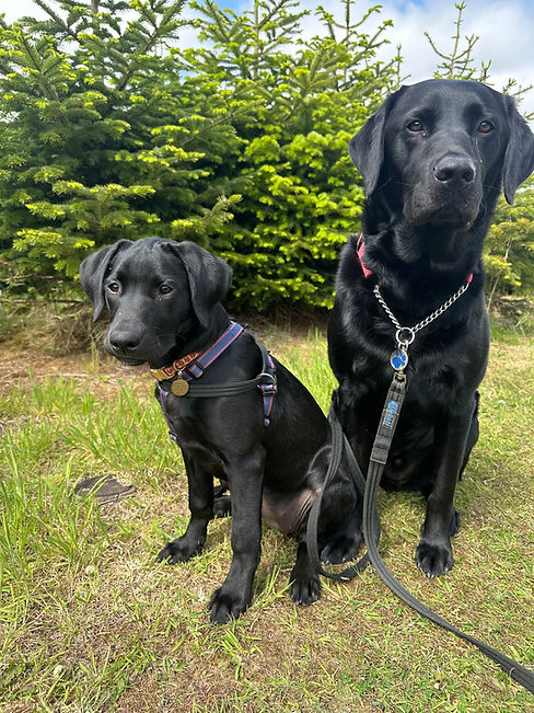 our doggies
