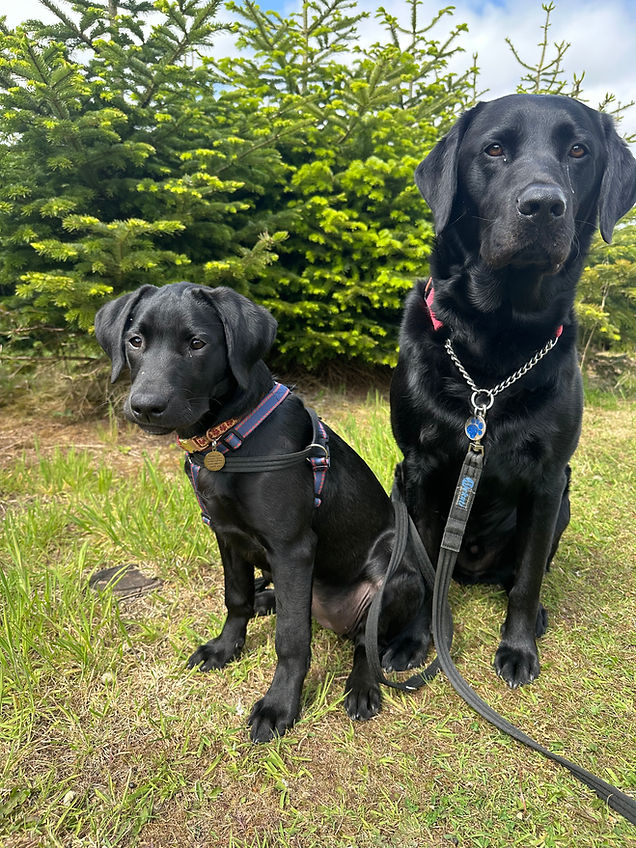 our doggies