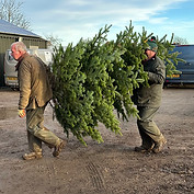 tree ready for netting and then delivery