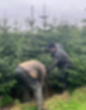 Tree Cutting