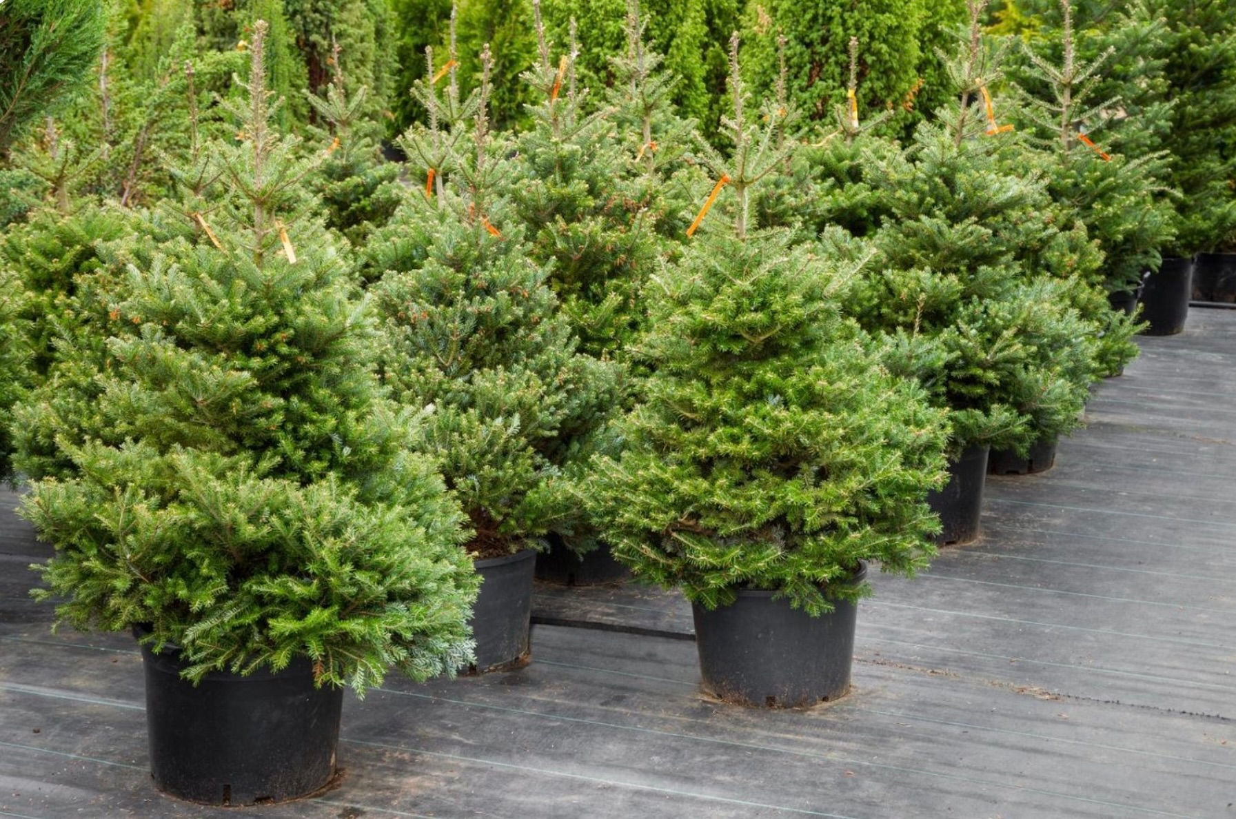 Christmas Tree with Roots - Pot Grown Nordman Fir (80-100cm / 2ft7" - 3ft 3"))