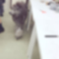 IMG_8935.jpeg