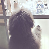 IMG_9457.jpeg