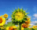 received_1168193877030729[3926].jpeg
