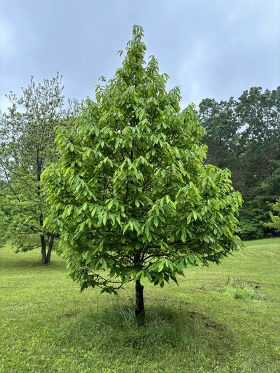 The pawpaw tree typically has a naturally beautiful shape
