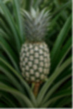 ree