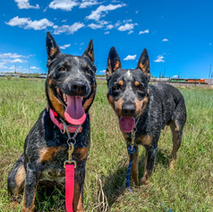 Khaleesi and Drogo (bonded)