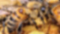 Varroa mite image.jpg