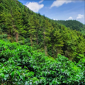 Coffee Farm with Cypress