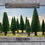 Thumbnail: Tree Lines (x4) - BB246
