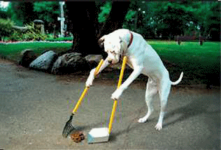 dog poo pick up, dog poo poo, dog poop, dog waste, dogs poo, dogs poop, girl dog, pet do, clean dogs poo, clean up poo, dog bags, dog cleaner, dog cleaning, dog doo, dog faeces, dog feces, dog girl, pet supplies, pet waste, pet, Pet,