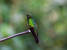 Vogel Colombia