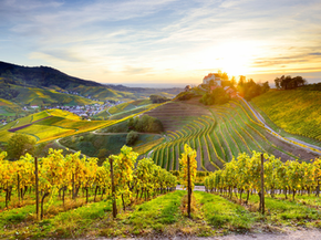 ReisMarkt Duitsland op 26 november 2024