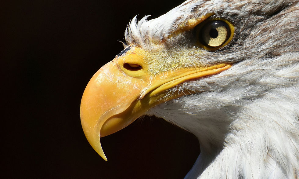 US eagle