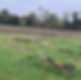 Green Burial Ground_edited.jpg