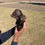 Thumbnail: Chocolate Mini Goldendoodle