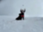 Steph + Floki Snow
