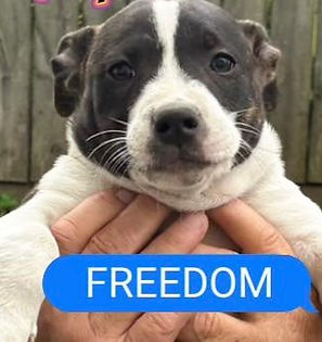 Freedom2.jpeg