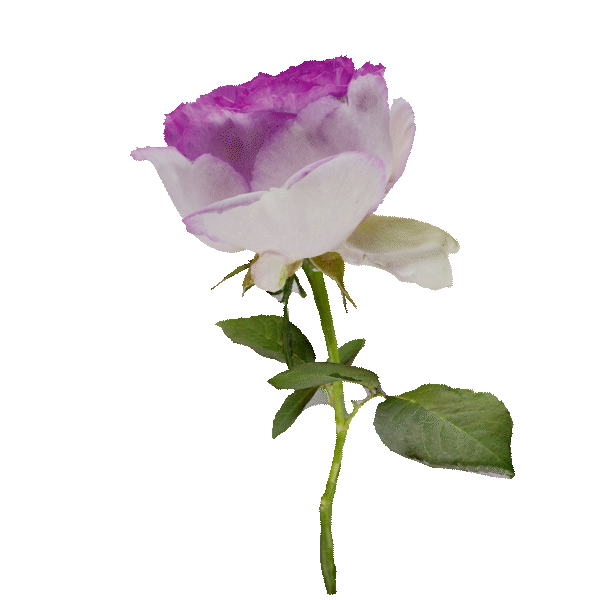 flowerrotate.gif