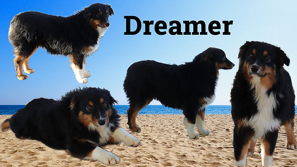 Dreamer collage.jpg