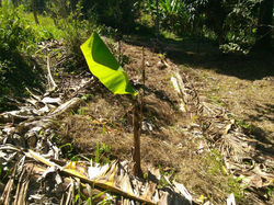 Canteiro Agroflorestal