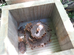 Divisão (Caixa Filha)