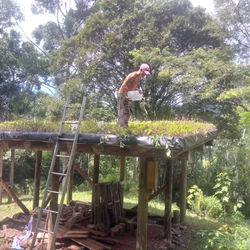 Telhado vivo (manutenção)