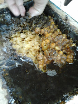 Abertura de caixa matriz