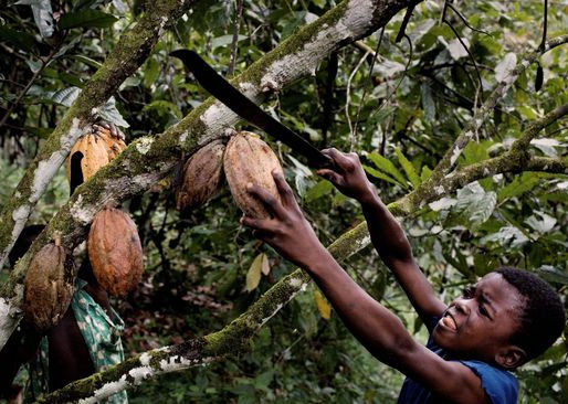 From Fields to Freedom: Championing Children's Rights in Agricultural Labor