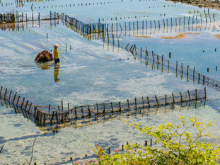 Promouvoir la Sustainability de l'Aquaculture : Comment la Traçabilité Favorise la Transparence et la Confiance 