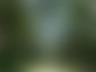 Las 6 principales cosas que las empresas necesitan saber para cumplir con la EUDR