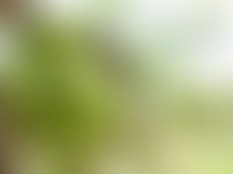 KOLTIVA Forges Ahead in Responsible Coconut Industry, Joining Sustainable Coconut Partnership (SCP)