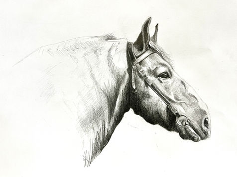 Croquis
Portraitiste animalier
Portrait équin
Cheval de trait breton
Cheval de trait
Dessin de cheval
Portrait équestre
Portrait sur commande
Haras Nationaux