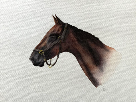 Cheval de sport
Cheval de course
Compétition équestre
Artiste portraitiste équin
Portrait équin 
Portrait équestre
Portrait cheval