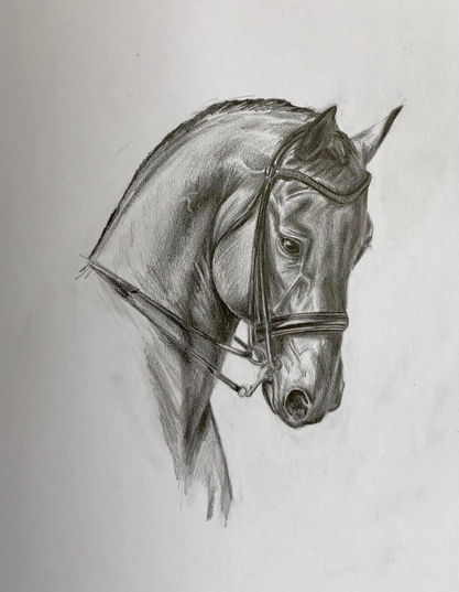 Cheval de sport
Portrait équin
Portrait équestre
Portrait cheval