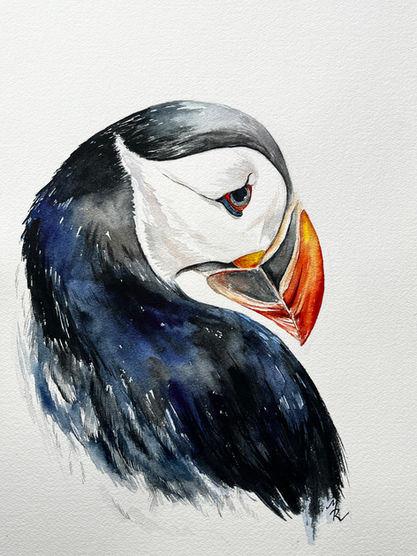 Macareux moine
Portrait animalier
Aquarelle